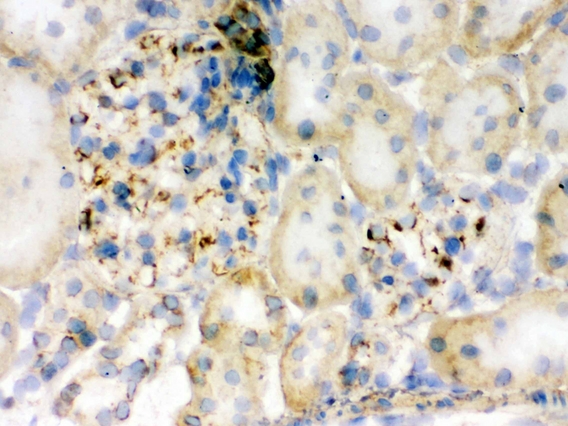 FLOT2 / Flotillin 2 Antibody - IHC analysis of Flotillin 2 using anti-Flotillin 2 antibody. Flotillin 2 was detected in frozen section of rat kidney tissue . Heat mediated antigen retrieval was performed in citrate buffer (pH6, epitope retrieval solution) for 20 mins. The tissue section was blocked with 10% goat serum. The tissue section was then incubated with 1µg/ml rabbit anti-Flotillin 2 Antibody overnight at 4°C. Biotinylated goat anti-rabbit IgG was used as secondary antibody and incubated for 30 minutes at 37°C. The tissue section was developed using Strepavidin-Biotin-Complex (SABC) with DAB as the chromogen.