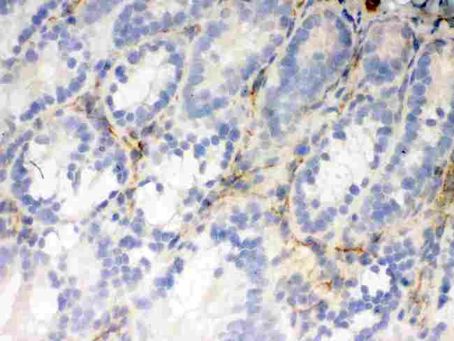FLOT2 / Flotillin 2 Antibody - IHC analysis of Flotillin 2 using anti-Flotillin 2 antibody. Flotillin 2 was detected in frozen section of rat small intestine tissue. Heat mediated antigen retrieval was performed in citrate buffer (pH6, epitope retrieval solution) for 20 mins. The tissue section was blocked with 10% goat serum. The tissue section was then incubated with 1µg/ml rabbit anti-Flotillin 2 Antibody overnight at 4°C. Biotinylated goat anti-rabbit IgG was used as secondary antibody and incubated for 30 minutes at 37°C. The tissue section was developed using Strepavidin-Biotin-Complex (SABC) with DAB as the chromogen.
