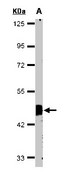 FLOT2 / Flotillin 2 Antibody - Sample (30 ug of whole cell lysate). A: HeLa S3. 10% SDS PAGE. FLOT2 antibody diluted at 1:1000