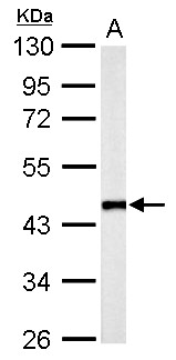 FLOT2 / Flotillin 2 Antibody - Flotillin 2 antibody [C3], C-term detects FLOT2 protein by Western blot analysis. A. 50 ug mouse brain lysate/extract. 10 % SDS-PAGE. Flotillin 2 antibody [C3], C-term dilution:1:1000