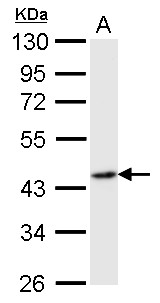 FLOT2 / Flotillin 2 Antibody - Flotillin 2 antibody [C3], C-term detects FLOT2 protein by Western blot analysis. A. 50 ug rat brain lysate/extract. 10 % SDS-PAGE. Flotillin 2 antibody [C3], C-term dilution:1:1000