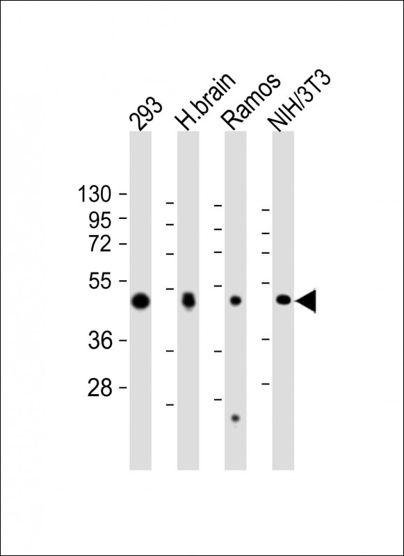 FLOT2 / Flotillin 2 Antibody - All lanes: Anti-FLOT2 Antibody (C-Term) at 1:2000 dilution Lane 1: 293 whole cell lysate Lane 2: human brain lysate Lane 3: Ramos whole cell lysate Lane 4: NIH/3T3 whole cell lysate Lysates/proteins at 20 µg per lane. Secondary Goat Anti-Rabbit IgG, (H+L), Peroxidase conjugated at 1/10000 dilution. Predicted band size: 47 kDa Blocking/Dilution buffer: 5% NFDM/TBST.