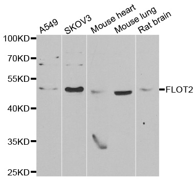 FLOT2 / Flotillin 2 Antibody - Western blot analysis of extracts of various cell lines.