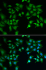 FLOT2 / Flotillin 2 Antibody - Immunofluorescence analysis of A549 cells.