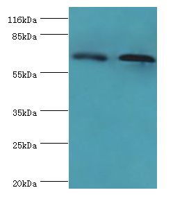 FLRT1 Antibody - Western blot. All lanes: FLRT1 antibody at 2 ug/ml Lane 1:mouse kidney tissue. Lane 2: HeLa whole cell lysate. Secondary antibody: Goat polyclonal to rabbit at 1:10000 dilution. Predicted band size: 71 kDa. Observed band size: 71 kDa.  This image was taken for the unconjugated form of this product. Other forms have not been tested.