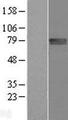 FLRT1 Protein - Western validation with an anti-DDK antibody * L: Control HEK293 lysate R: Over-expression lysate