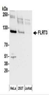 FLRT3 Antibody - Detection of Human FLRT3 by Western Blot. Samples: Whole cell lysate (50 ug) prepared using NETN buffer from HeLa, 293T, and Jurkat cells. Antibodies: Affinity purified rabbit anti-FLRT3 antibody used for WB at 0.1 ug/ml. Detection: Chemiluminescence with an exposure time of 30 seconds.