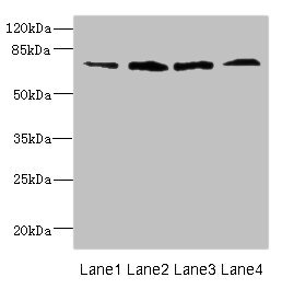 FLRT3 Antibody - Western blot All Lanes: DARS2 antibody at 16ug/ml Lane 1: Mouse heart tissue Lane 2: Mouse liver tissue Lane 3: Mouse brain tissue Lane 4: Mouse skeletal muscle tissue Secondary Goat polyclonal to rabbit IgG at 1/10000 dilution Predicted band size: 73 kDa Observed band size: 73 kDa