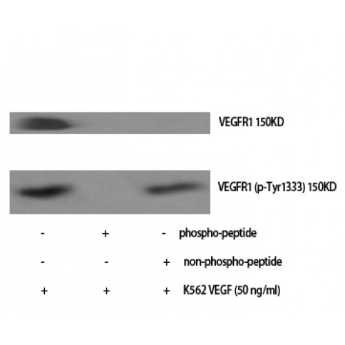FLT1 / VEGFR1 Antibody - Western blot of Phospho-Flt-1 (Y1333) antibody
