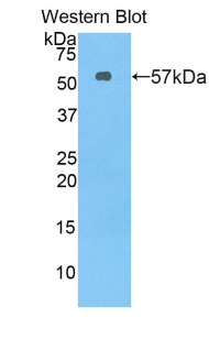 FLT1 / VEGFR1 Antibody - Western blot of recombinant FLKT1 / FLT-1 / VEGFR1.  This image was taken for the unconjugated form of this product. Other forms have not been tested.