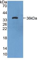 FLT1 / VEGFR1 Antibody - Western Blot; Sample: Recombinant VEGFR1, Rat.