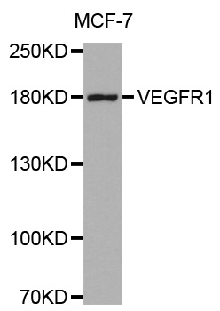 FLT1 / VEGFR1 Antibody - Western blot analysis of extracts of MCF-7 cells.