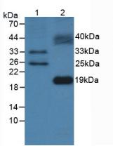 FLT3LG / Flt3 Ligand Antibody