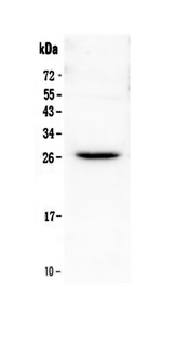 FLT3LG / Flt3 Ligand Antibody - Western blot - Anti-Flt3 ligand Picoband Antibody