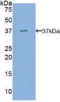 FLT4 / VEGFR3 Antibody - Western Blot; Sample: Recombinant VEGFR3, Mouse.