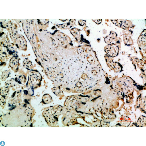 FLT4 / VEGFR3 Antibody - Immunohistochemical analysis of paraffin-embedded human-placenta, antibody was diluted at 1:200.