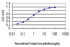 FLT4 / VEGFR3 Antibody - Detection limit for recombinant GST tagged FLT4 is approximately 0.03 ng/ml as a capture antibody.