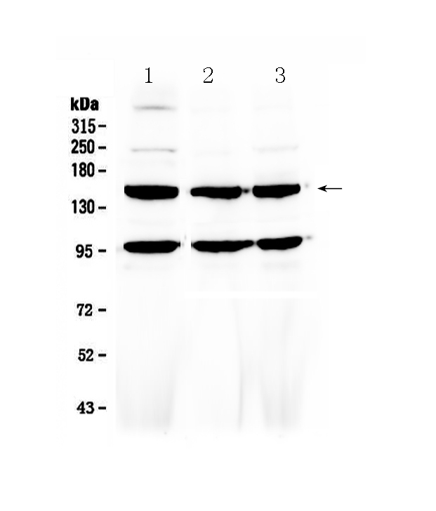 FLT4 / VEGFR3 Antibody - Western blot - Anti-VEGF Receptor 3 Picoband Antibody