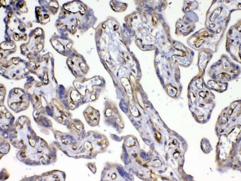 FLT4 / VEGFR3 Antibody - IHC testing of FFPE human placental tissue with VEGFR3 antibody at 1ug/ml. Required HIER: steam section in pH6 citrate buffer for 20 min and allow to cool prior to testing.