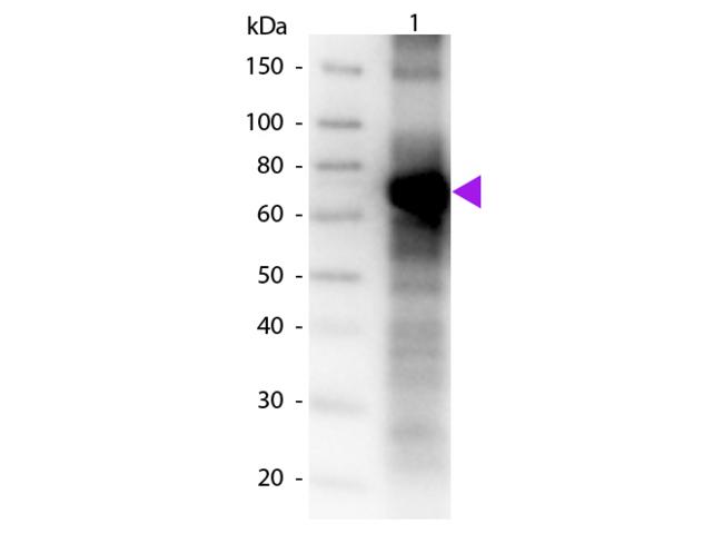Fluorescein Antibody - Western Blot of Biotin Conjugated Goat Anti-Fluorescein Antibody. Lane 1: BSA conjugated Fluorescein. Lane 2: None. Load: 50 ng per lane. Primary antibody: Fluorescein antibody at 1:1000 for 60 min at RT. Secondary antibody: Peroxidase conjugated Streptavidin secondary antibody at 1:40,000 for 30 min at RT.