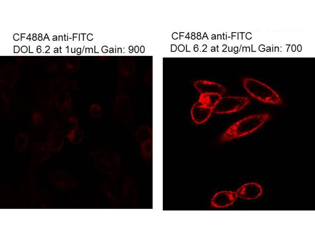 Fluorescein Antibody - Immunofluorescence Microscopy of Mouse Anti-Fluorescein antibody. Tissue: HeLa cells. Fixation: 0.5% PFA. Antigen retrieval: not required. Primary antibody: FITC anti-transferrin receptor antibody. Secondary antibody: CF™640R anti-fluorescein secondary antibody at 1ug/mL (left) and 2µg (right) for 45 min at RT. Localization/Staining: plasma membrane and endosome.
