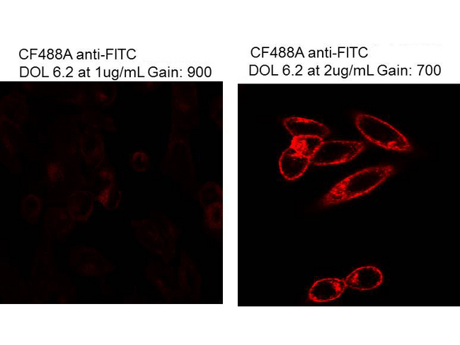 Fluorescein Antibody - Immunofluorescence Microscopy of Mouse Anti-Fluorescein antibody. Tissue: HeLa cells. Fixation: 0.5% PFA. Antigen retrieval: not required. Primary antibody: FITC anti-transferrin receptor antibody. Secondary antibody: CF640R anti-fluorescein secondary antibody at 1ug/mL (left) and 2µg (right) for 45 min at RT. Localization/Staining: plasma membrane and endosome.