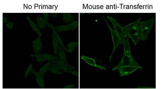 Fluorescein Antibody - Immunofluorescence Microscopy of Mouse Anti-Fluorescein antibody. Tissue: HeLa cells. Fixation: 0.5% PFA. Antigen retrieval: not required. Gain: 650. Primary antibody: FITC anti-transferrin receptor antibody. Secondary antibody: CF488A anti-fluorescein secondary antibody at 1ug/mL for 45 min at RT. Localization/Staining: plasma membrane and endosome.