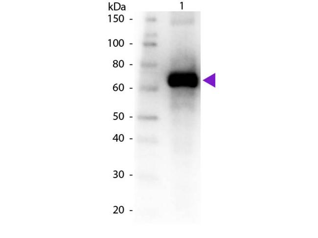 Fluorescein Antibody - Western Blot of Goat Anti-Fluorescein antibody. Lane 1: BSA conjugated Fluoresccein. Lane 2: None. Load: 50 ng per lane. Primary antibody: Fluorescein primary antibody at 1:1,000 overnight at 4°C. Secondary antibody: Peroxidase goat secondary antibody at 1:40,000 for 30 min at RT. Predicted/Observed size: 67 kDa, 67 kDa for Fluorescein. Other band(s): None.