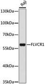 FLVCR / FLVCR1 Antibody - Western blot analysis of extracts of Raji cells, using FLVCR1 antibody at 1:1000 dilution. The secondary antibody used was an HRP Goat Anti-Rabbit IgG (H+L) at 1:10000 dilution. Lysates were loaded 25ug per lane and 3% nonfat dry milk in TBST was used for blocking. An ECL Kit was used for detection and the exposure time was 60s.