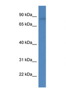 FLYWCH1 Antibody - FLYWCH1 antibody Western blot of Fetal Kidney lysate. Antibody concentration 1 ug/ml.  This image was taken for the unconjugated form of this product. Other forms have not been tested.