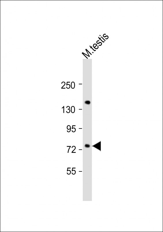 FLYWCH1 Antibody - Anti-FLYWCH1 Antibody (Center) at 1:2000 dilution + mouse testis lysate Lysates/proteins at 20 ug per lane. Secondary Goat Anti-Rabbit IgG, (H+L), Peroxidase conjugated at 1:10000 dilution. Predicted band size: 80 kDa. Blocking/Dilution buffer: 5% NFDM/TBST.