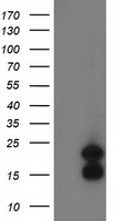 FLYWCH2 Antibody - HEK293T cells were transfected with the pCMV6-ENTRY control (Left lane) or pCMV6-ENTRY FLYWCH2 (Right lane) cDNA for 48 hrs and lysed. Equivalent amounts of cell lysates (5 ug per lane) were separated by SDS-PAGE and immunoblotted with anti-FLYWCH2.