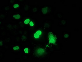 FLYWCH2 Antibody - Anti-FLYWCH2 mouse monoclonal antibody immunofluorescent staining of COS7 cells transiently transfected by pCMV6-ENTRY FLYWCH2.