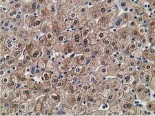 FLYWCH2 Antibody - IHC of paraffin-embedded Human liver tissue using anti-FLYWCH2 mouse monoclonal antibody.