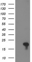 FLYWCH2 Antibody - HEK293T cells were transfected with the pCMV6-ENTRY control (Left lane) or pCMV6-ENTRY FLYWCH2 (Right lane) cDNA for 48 hrs and lysed. Equivalent amounts of cell lysates (5 ug per lane) were separated by SDS-PAGE and immunoblotted with anti-FLYWCH2.