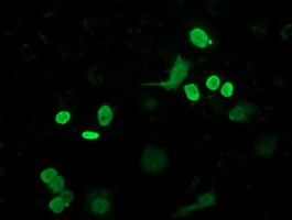 FLYWCH2 Antibody - Anti-FLYWCH2 mouse monoclonal antibody immunofluorescent staining of COS7 cells transiently transfected by pCMV6-ENTRY FLYWCH2.