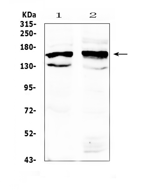 FMN1 Antibody - Western blot analysis of FMN1 using anti-FMN1 antibody. Electrophoresis was performed on a 5-20% SDS-PAGE gel at 70V (Stacking gel) / 90V (Resolving gel) for 2-3 hours. The sample well of each lane was loaded with 50ug of sample under reducing conditions. Lane 1: rat brain tissue lysate,Lane 2: mouse brain tissue lysate. After Electrophoresis, proteins were transferred to a Nitrocellulose membrane at 150mA for 50-90 minutes. Blocked the membrane with 5% Non-fat Milk/ TBS for 1.5 hour at RT. The membrane was incubated with rabbit anti-FMN1 antigen affinity purified polyclonal antibody at 0.5 µg/mL overnight at 4°C, then washed with TBS-0.1% Tween 3 times with 5 minutes each and probed with a goat anti-rabbit IgG-HRP secondary antibody at a dilution of 1:10000 for 1.5 hour at RT. The signal is developed using an Enhanced Chemiluminescent detection (ECL) kit with Tanon 5200 system. A specific band was detected for FMN1 at approximately 158KD. The expected band size for FMN1 is at 158KD.