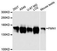 FMN1 Antibody - Western blot analysis of extracts of various cell lines, using FMN1 antibody at 1:3000 dilution. The secondary antibody used was an HRP Goat Anti-Rabbit IgG (H+L) at 1:10000 dilution. Lysates were loaded 25ug per lane and 3% nonfat dry milk in TBST was used for blocking. An ECL Kit was used for detection and the exposure time was 1s.