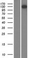 FMN1 Protein - Western validation with an anti-DDK antibody * L: Control HEK293 lysate R: Over-expression lysate