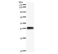 FMNL1 Antibody - Western blot analysis of immunized recombinant protein, using anti-FMNL1 monoclonal antibody.