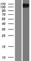 FMNL1 Protein - Western validation with an anti-DDK antibody * L: Control HEK293 lysate R: Over-expression lysate