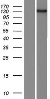 FMNL2 Protein - Western validation with an anti-DDK antibody * L: Control HEK293 lysate R: Over-expression lysate