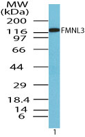 FMNL3 Antibody - Western blot of Formin-like protein 3 in human brain lysate using Polyclonal Antibody to Formin-like protein 3 at 0.1 ug/ml. Goat anti-rabbit Ig HRP secondary antibody, and PicoTect ECL substrate solution, were used for this test.
