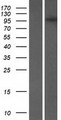 FMNL3 Protein - Western validation with an anti-DDK antibody * L: Control HEK293 lysate R: Over-expression lysate