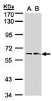 FMO1 Antibody - Sample (30 ug whole cell lysate). A: Hep G2 , B: Raji . 7.5% SDS PAGE. FMO1 antibody diluted at 1:1000