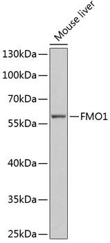 FMO1 Antibody - Western blot analysis of extracts of mouse liver using FMO1 Polyclonal Antibody at dilution of 1:1000.