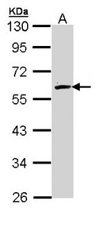 FMO2 Antibody - Sample (30 ug of whole cell lysate). A: Hep G2 . 10% SDS PAGE. FMO2 antibody diluted at 1:1000.