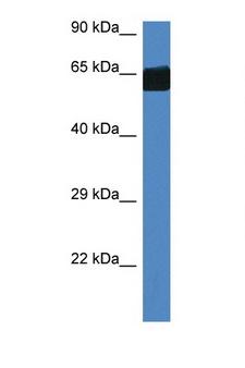 FMO3 Antibody - FMO3 antibody Western blot of Mouse Heart lysate. Antibody concentration 1 ug/ml.  This image was taken for the unconjugated form of this product. Other forms have not been tested.