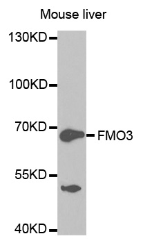 FMO3 Antibody - Western blot analysis of extracts of mouse liver cell lines.