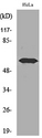 FMO3 Antibody - Western blot analysis of lysate from HeLa cells, using FMO3 Antibody.